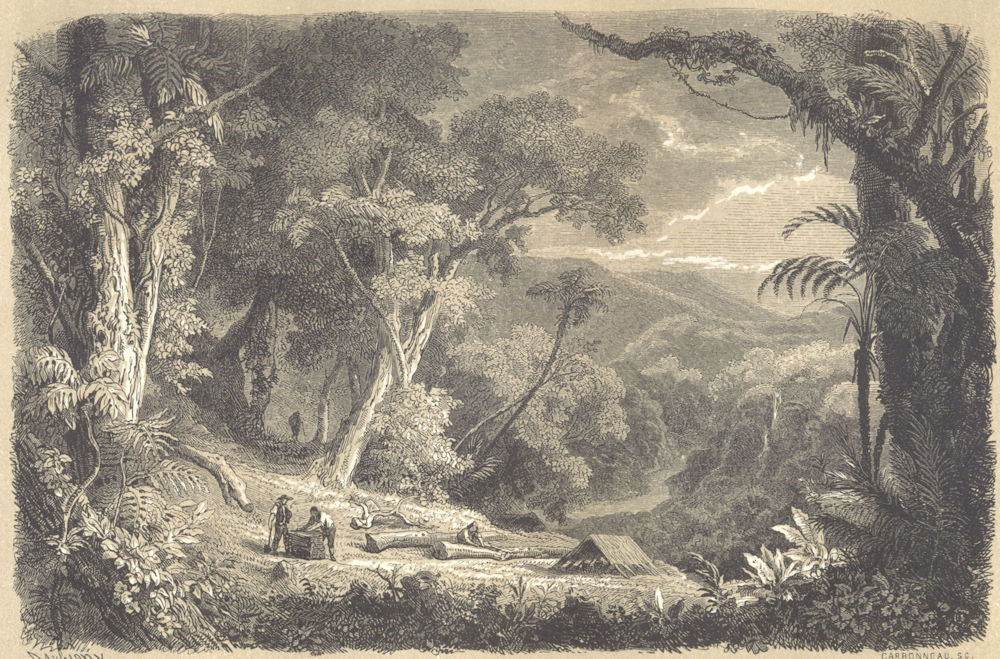 LANDSCAPES. Forêt de Quinquinas exploitée par les cascarilleros 1852 old print
